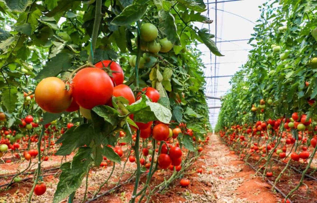 the complete guide to tomato farming 1